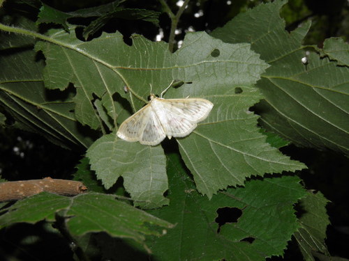 Dilgėlinis ugniukas