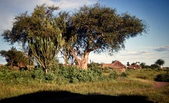 Euphorbia candelabrum