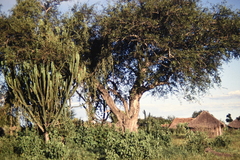 Euphorbia candelabrum