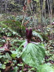 Trillium kurabayashii