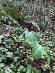 Trillium kurabayashii