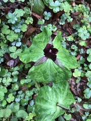 Trillium kurabayashii