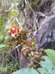Rhytidophyllum bicolor