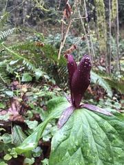 Trillium kurabayashii