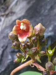 Rhytidophyllum bicolor