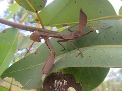 Sphodropoda quinquedens