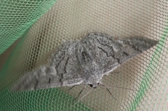 Crypsiphona tasmanica