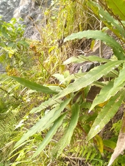 Rhytidophyllum bicolor