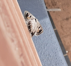 Crypsiphona tasmanica