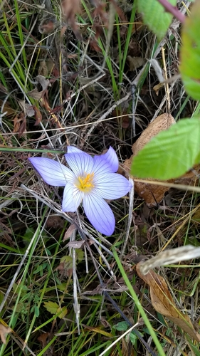 Bieberstein's Crocus