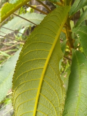Rhytidophyllum bicolor