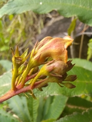 Rhytidophyllum bicolor