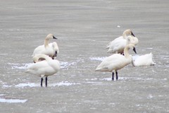 Cygnus columbianus columbianus