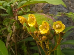 Rhytidophyllum bicolor