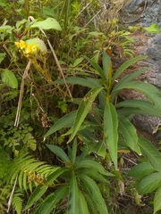 Rhytidophyllum bicolor