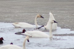 Cygnus columbianus columbianus