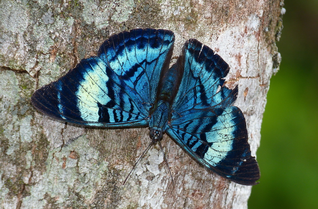 Procilla Beauty
