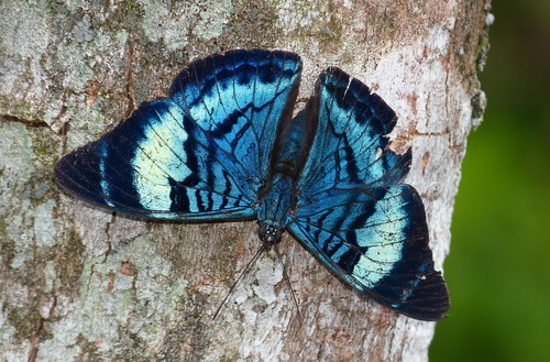 Panacea procilla (Hewitson, 1853)