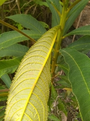 Rhytidophyllum bicolor