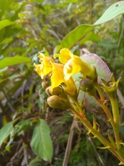 Rhytidophyllum bicolor