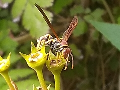 Polistes minor