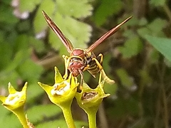 Polistes minor