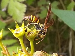 Polistes minor