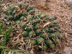 Mammillaria uncinata