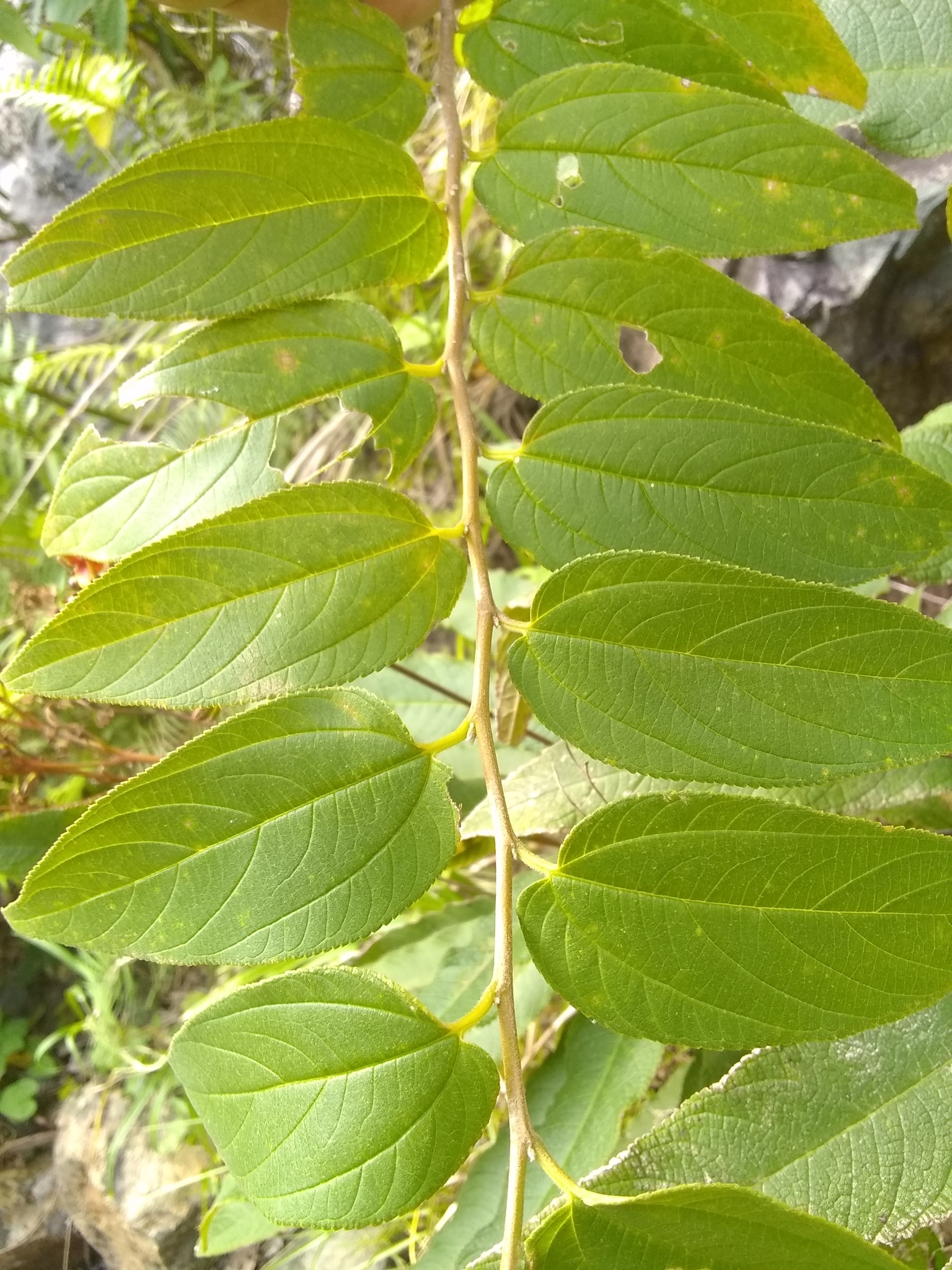 <em class="gbifHl">Trema micrantha micrantha</em>