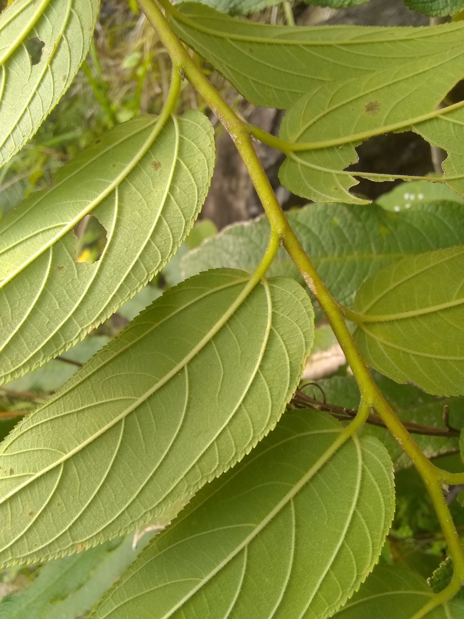 <em class="gbifHl">Trema micrantha micrantha</em>