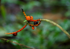 Chamaedorea pinnatifrons
