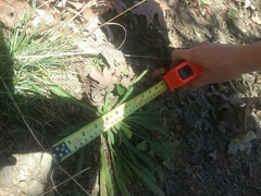 Oenothera argillicola