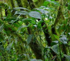 Chamaedorea pinnatifrons