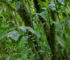 Chamaedorea pinnatifrons