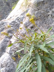 Rhytidophyllum bicolor