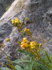 Rhytidophyllum bicolor