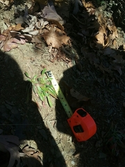 Oenothera argillicola