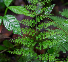 Hymenophyllales