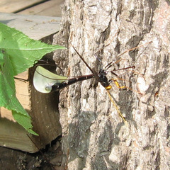 Megarhyssa atrata
