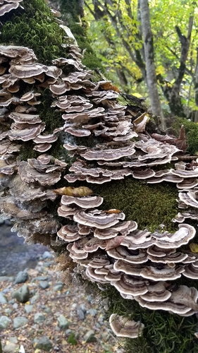 turkey-tail