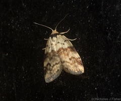 Thallarcha leptographa