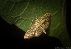 Haritalodes obliqualis