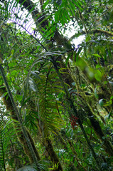 Chamaedorea linearis