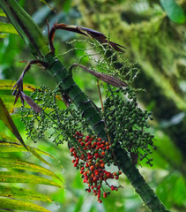 Chamaedorea linearis