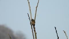 Picumnus innominatus