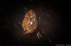 Scotocyma albinotata