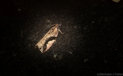 Statherotis pendulata