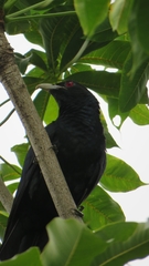 Eudynamys scolopaceus