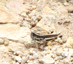 Macrotona securiformis