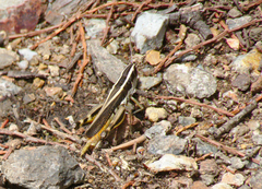 Macrotona securiformis